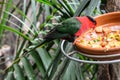 A parrot at the zoo in Loro Park , Puerto de la Cruz , Tenerife, Canary Islands, Spain Royalty Free Stock Photo