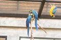 parrot in zoo Thailand 2 Royalty Free Stock Photo