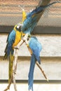 Parrot in zoo Thailand Royalty Free Stock Photo