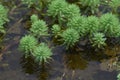 Parrotfeather Myriophyllum aquaticum