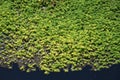 Parrotfeather Myriophyllum aquaticum