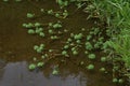 Parrotfeather Myriophyllum aquaticum