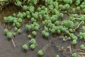 Parrotfeather Myriophyllum aquaticum