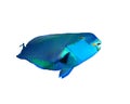 Parrotfish Royalty Free Stock Photo