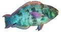 Parrotfish Royalty Free Stock Photo