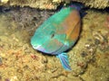 Parrotfish Royalty Free Stock Photo
