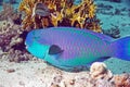 Parrotfish Royalty Free Stock Photo
