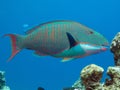 Parrotfish Royalty Free Stock Photo