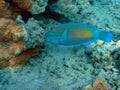Parrotfish Royalty Free Stock Photo