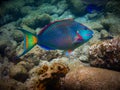 Parrotfish in the Caribbean Sea in Guadeloupe