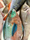 Parrotfish