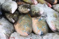 The parrotfish, the endangered species fish, was illegally sold in the Rawai Fish Market, Phuket, Thailand