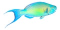 Parrotfish isolated