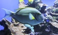 A Parrotfish Patrols a Coral Reef, Maui, Hawaii Royalty Free Stock Photo