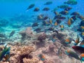 Parrotfishes Scaridae - Kuramathi Maldives Royalty Free Stock Photo