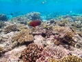 Parrotfishes Scaridae - Kuramathi Maldives Royalty Free Stock Photo