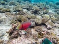 Parrotfishes Scaridae - Kuramathi Maldives Royalty Free Stock Photo