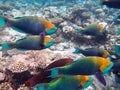 Parrotfishes Scaridae - Kuramathi Maldives Royalty Free Stock Photo