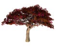 Persian Ironwood Tree Royalty Free Stock Photo