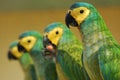 Parrots