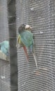 Parrots on a cage in Zoo in West Bengal India. Royalty Free Stock Photo