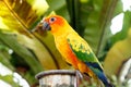 Yellow Parrot in Phuket Island, Thailand Royalty Free Stock Photo