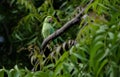 Parrots, also known as psittacines, are birds of the roughly 393 species