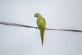 Parrots, also known as psittacines, are birds of the roughly 393 species