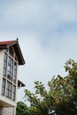 Parrots on apple tree in San Francisco Royalty Free Stock Photo