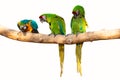 Parrots - Ara ararauna on tree and blue sky - aviation tropical vacation concept Royalty Free Stock Photo