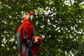 Parrots on the banks of the Guayas river. Guayaquil, Ecuador