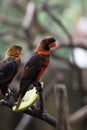 Parrots with beautiful and colourful feather