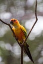 Parrots with beautiful and colourful feather