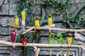 Parrots bird macaw sit on a branch. Royalty Free Stock Photo