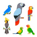 Parrots birds breed species animal nature tropical parakeets education colorful pet vector illustration