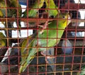 parrots and birds in a cage stored for sale