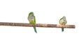 Parrots on a branch, small exotic parrots sit on a dry branch of a tree on a white isolated background. Green birds. Royalty Free Stock Photo