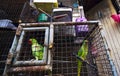 Parrots in a cage Royalty Free Stock Photo
