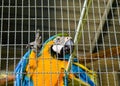 Parrots in the cage at the resort park .