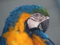 Parrots are classified in the animal kingdom, chordate tribe, bird class, aviation subclass and parrot family.nice colored