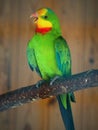 Parrots are classified in the animal kingdom, chordate tribe, bird class, aviation subclass and parrot family.nice colored Royalty Free Stock Photo