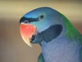 Parrots are classified in the animal kingdom, chordate tribe, bird class, aviation subclass and parrot family.nice colored Royalty Free Stock Photo