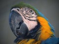 Bird head-detail-Parrots are classified in the animal kingdom, chordate tribe, bird class, aviation subclass and parrot family