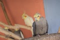 Parrots cockatiels in the aviary at the zoo. Beautiful parrots close up