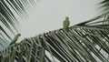 PARROTS ON COCONUT TREE