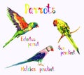 Parrots collection: Eclectus Eclectus roratus, Sun parakeet or conure Aratinga solstitialis and Blue-winged parakeet