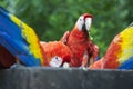 Parrots