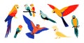 Parrots. Colorful cartoon tropical birds, flying and sitting wild jungle parrot, isolate collection of summer doodle
