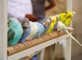 Parrots Royalty Free Stock Photo