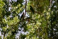 Parrots cool off from the hot weather by diving into a puddle of water.